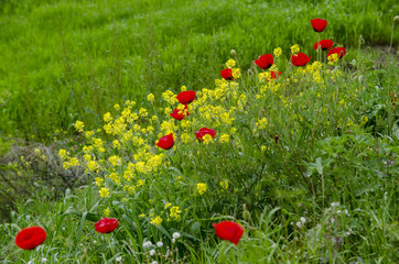 Yellow and Red Flowers Natural