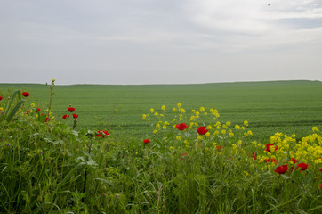 Yellow and Red Flowers Natural