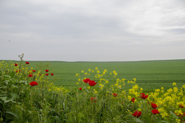 Yellow and Red Flowers Natural