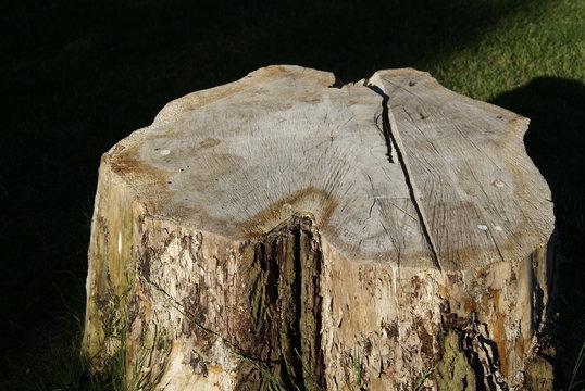 tronc d'arbre