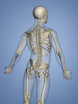 Ulna, Human Skeleton, 3D Model