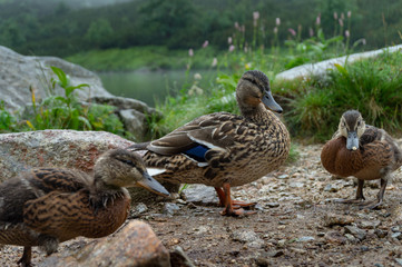 Duck