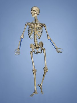 Ulna, Human Skeleton, 3D Model