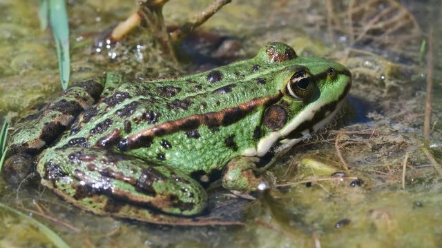 Teichfrosch - Pelophylax esculentus im Sumpf - Makroaufnahme