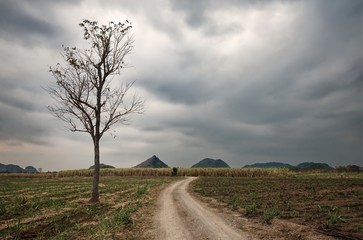 Obraz premium Big naked tree and country path through the fields : Thailand