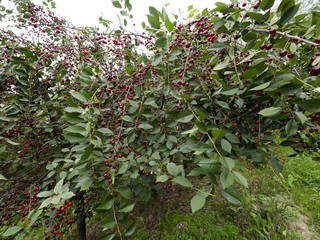 Dojrzewające wiśnie w ekologicznym sadzie © JDziedzic