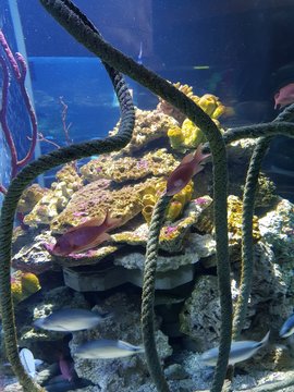 Fische Corallen