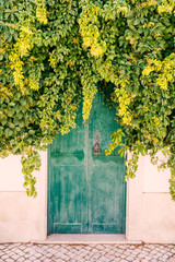 Thick covering of elderberry and ivy green leaf plant covering the top of a weather worn wooden green painted door with a metal black door knocker. the wall is  white and there are cobbles in front.