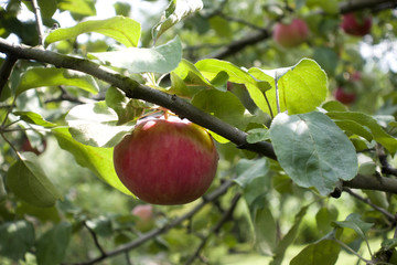 Branch with red apple and green leaves in the sunny garden