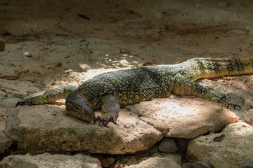 Obraz premium Varanus salvator, commonly known as the water monitor or common water monitor, is a large lizard native to South and Southeast Asia. Recent studies have shown venom glands are likely to be present in 