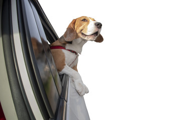 Beagle dog with head and front legs out of car