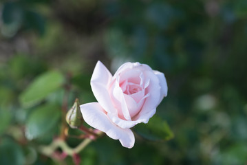 開きかけのバラ