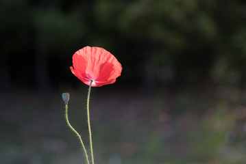 赤いポピー