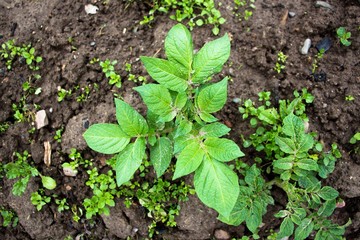 A small, just starting to grow a bush of homemade potatoes. Farmers take care of them to harvest a good harvest. In the countryside there are a lot of fields sown with potatoes. The bushes reach for t