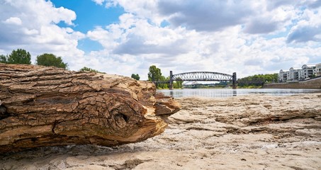 Obraz premium Baumstamm auf dem Domfelsen in Magdeburg. Im Hintergrund die Hubbrücke.