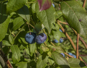 Canadian blueberries with green leafs