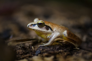Madagascan Wood Frog - Aglyptodactylus madagascariensis, beautiful colored frog from Madagascar...