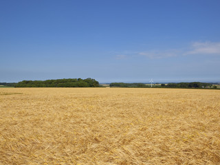 wind turbine and barley