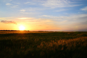 Fototapeta na wymiar beautiful sunset on the wheat field