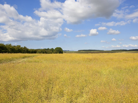 ripe oilseed rape crop