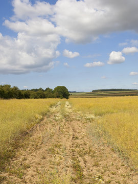 scenic canola crop