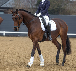 Beautiful sport horse portrait in horse show