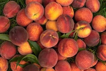 Organic Fresh peaches harvest on the green grass. Food background. Kitchen wallpaper.