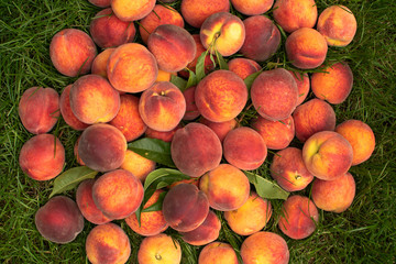 Organic Fresh peaches harvest on the green grass. Food background. Kitchen wallpaper.