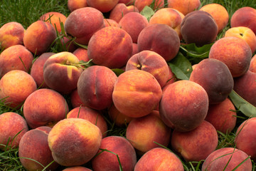 Organic Fresh peaches harvest on the green grass. Food background. Kitchen wallpaper.