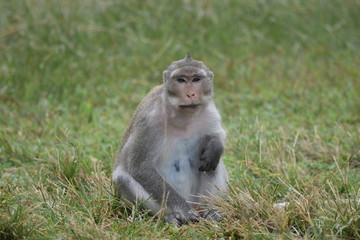 mono en Tailandia