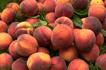 Organic Fresh peaches harvest on the green grass. Food background. Kitchen wallpaper.