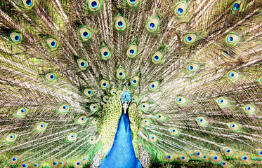 Obraz premium Peacock