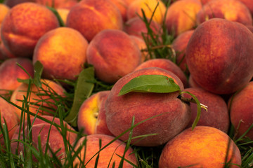 Closeup of Organic Fresh peaches harvest. Food background. 
