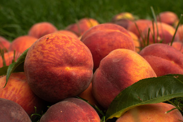 Closeup of Organic Fresh peaches harvest op the green grass. Food background. Kitchen wallpaper.