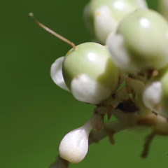 ヤブミョウガの実