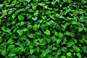 Fototapeta na wymiar beautiful green betel leaves texture background