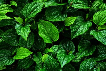 beautiful green betel leaves texture background - obrazy, fototapety, plakaty