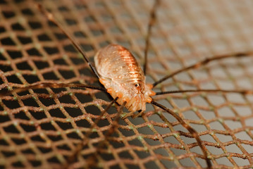 A home spider sitting on a rusty grid macro