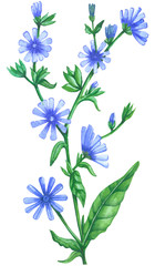 Chicory flower, bud, head and leaves hand drawn graphic colorful illustration, medical endive plant, for design greeting card, invite, medicine,