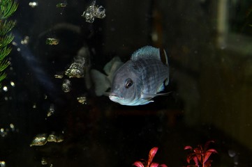 fish in the aquarium
