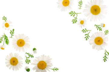 chamomile or daisies with leaves isolated on white background with copy space for your text. Top view. Flat lay