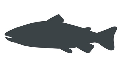Fish silhouette. Trout handdrawn illustration. Vector image