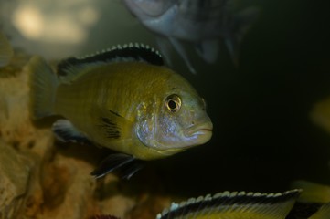 fish in the aquarium

