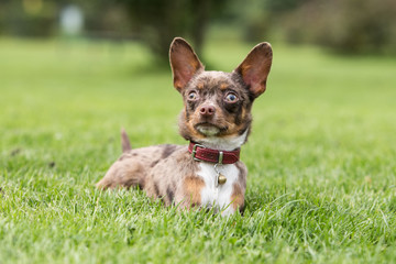 portrait of a Chihuahua dog from belgium