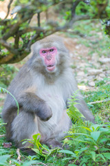 Native Japanese macaque Macaca fuscata with brown-grey fur, red face, and short tail; known as the snow monkey, seen in the Iwatayama monkey park located on the Arashiyama mountain near Kyoto, Japan