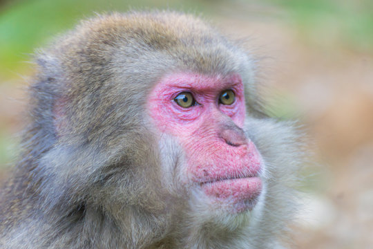 Native Japanese macaque Macaca fuscata with brown-grey fur, red face, and short tail; known as the snow monkey, seen in the Iwatayama monkey park located on the Arashiyama mountain near Kyoto, Japan - Powered by Adobe