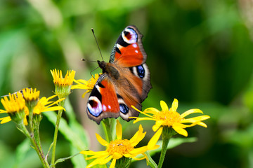 Schmetterling Tagpfauenauge