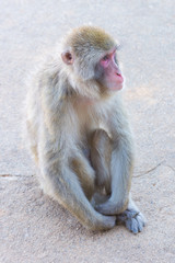Fototapeta premium Native Japanese macaque Macaca fuscata with brown-grey fur, red face, and short tail; known as the snow monkey, seen in the Iwatayama monkey park located on the Arashiyama mountain near Kyoto, Japan