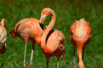Flamingos im Tierpark