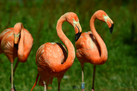 Flamingos im Tierpark